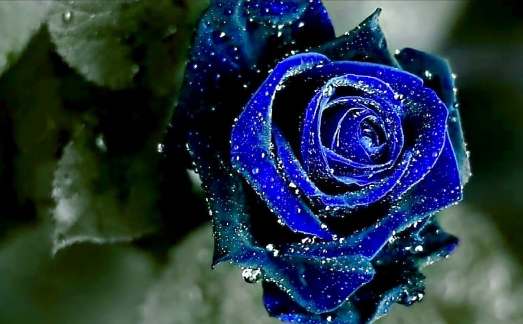 Blue ~••Blue roses represent mystery, the impossible, or the unattainable.someone who is “extraordinarily wonderful and unique.”•• @Shaheer_S  #ShaheerSheikh