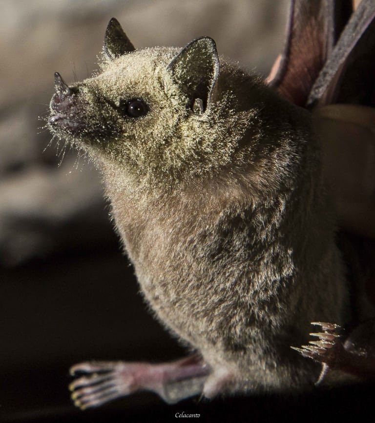 Bat Number 12 is the lesser long-nosed bat (Leptonycteris yerbabuenae), who was the 2020 poster child for National Pollinator Week!These North American desert dwelling pollinators are a crucial species for night-blooming cacti like saguaros, organ pipe and agave (tequila!)