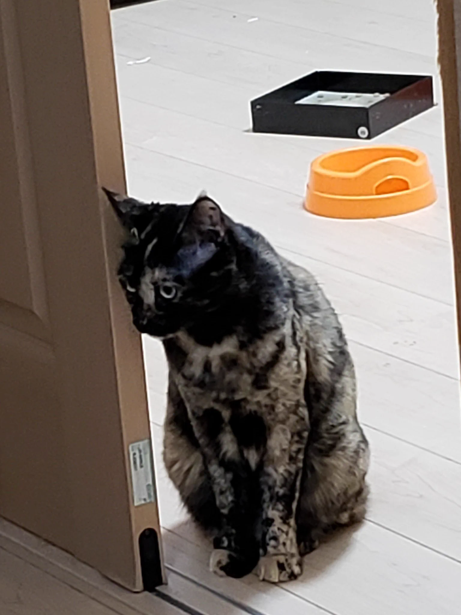 @uni_suko_sushi 同じサビ猫として　私も一緒に　異議を唱えます(=ﾟωﾟ=)ﾆｬｰ
はじめてのツイート　失礼しましたΣ(;ﾟ∀ﾟ)ﾉ 