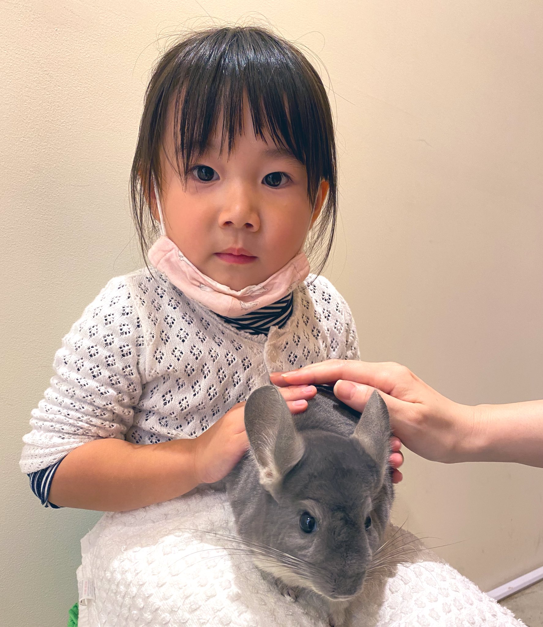 Moff Animal Cafe マークイズ福岡ももち チンチラを初めて触ってくれたお姉さん フワフワな毛並みが可愛いっておはぎを褒めてくれました Moffanimalcafe アニマルカフェ マークイズ福岡ももち Paypayドーム 福岡市 唐人町 チンチラ ふれあい