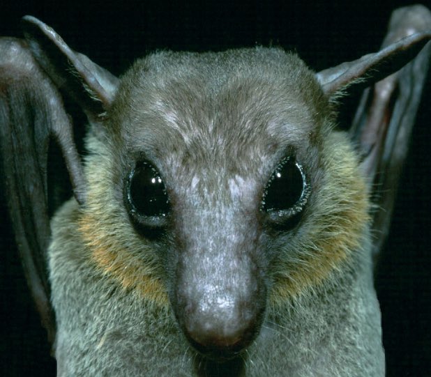 Bat Number 13 is the lesser dawn bat (Eonycteris spelaea), aka ‘the bat that got me into the longest consistently running special interest of my life’, after visiting Pura Goah Lawah in Indonesia, age 10.They are also an important pollinator species, esp. of crops like durian!