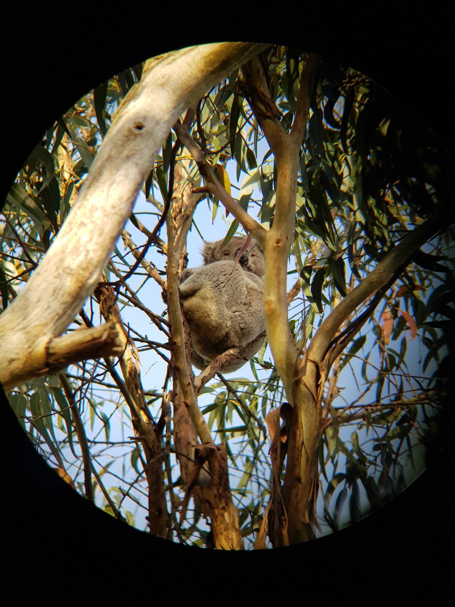 BiosisAU's tweet photo. #FieldworkFriends! Just some fuzzy #koala butts for your viewing pleasure 🐨 🌿

📷 by @BiosisAU Zoologist Kristin 😄 https://t.co/mf6zUvSQgS