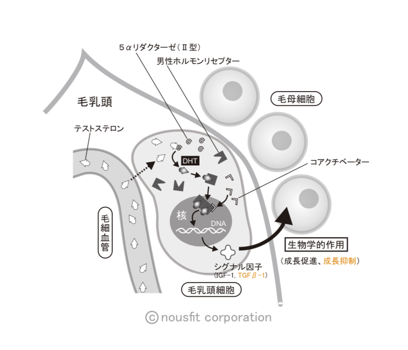 REGO34's tweet photo. 脱毛に大きく関係をしています。https://t.co/kgwwkOKhdb RT＠kamegamori/きょうの毛髪科学140817/ 毛髪の成長を抑制すると言われている因子は？　①IGF-1、②TGF-β、③AGF。。。　#hairscience https://t.co/DnfbZ0YLZ3