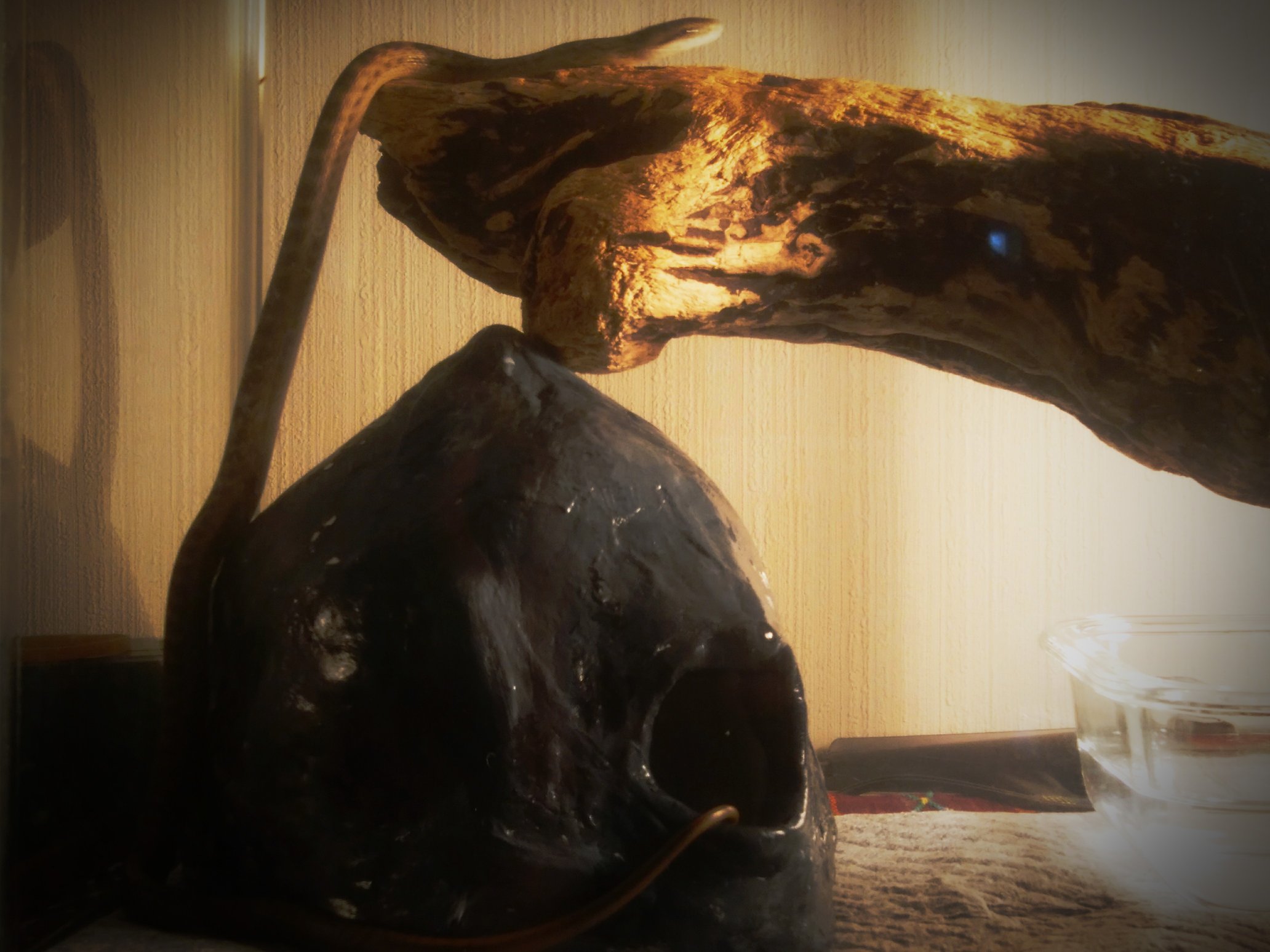 蛇の子供 Twitter Search Twitter