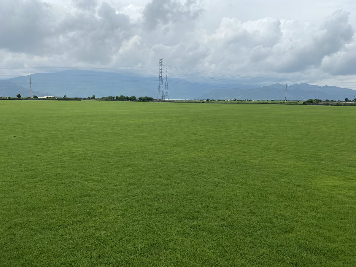 After almost a metre of rain at our Ninh Thuan nursery, the Platinum paspalum looks awesome. Goes to show any grass can grow well in the wet as long as the drainage is functional.
