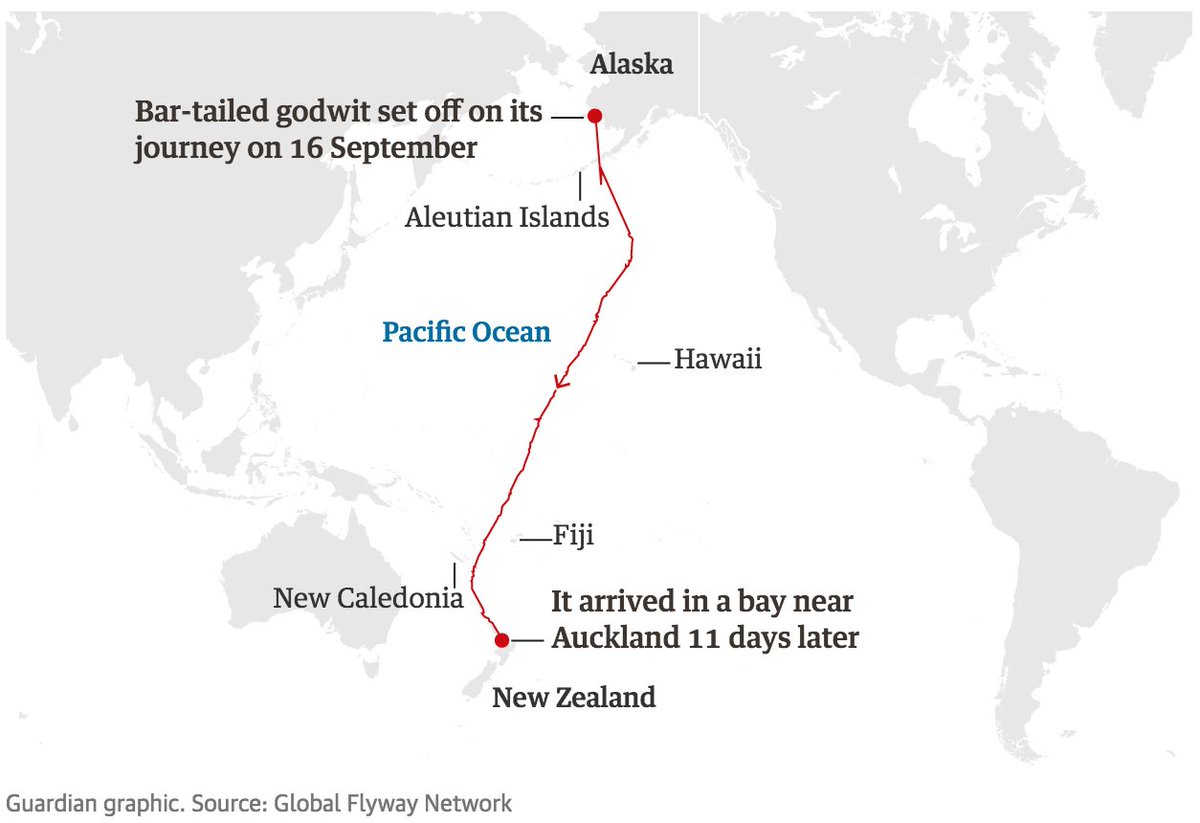 SEO/BirdLife tweet media