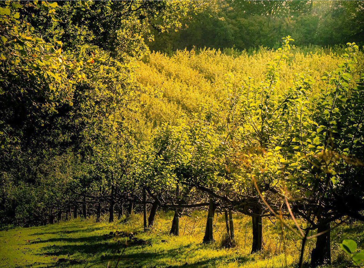 Rolling orchard ‘neath Autumn sun, walking near Sevenoaks, Kent
#orchard #orchardfields #sevenoakskent #sevenoakslife #autumn #kentorchards ##autumncolours 
#autumnsunshine #lightandshadows #igerskent #ukhubs #seisbest #lovecountrywalks #fiftyshadesofnature #magicalplace