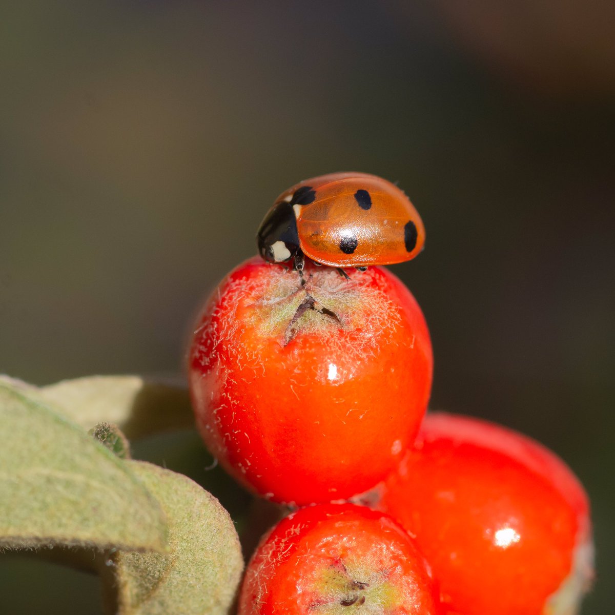 RT @MelanieMalbon: Conquering the berries, the only way is up & a little basking in the #October sunshine. Have a toptastic #Wednesday :)
#photography #amateurphotography #Nikon #macro #macrophotography #ThePhotoHour #macrohour #nature #NaturePhotograph… https://t.co/cOjjlE1e4m