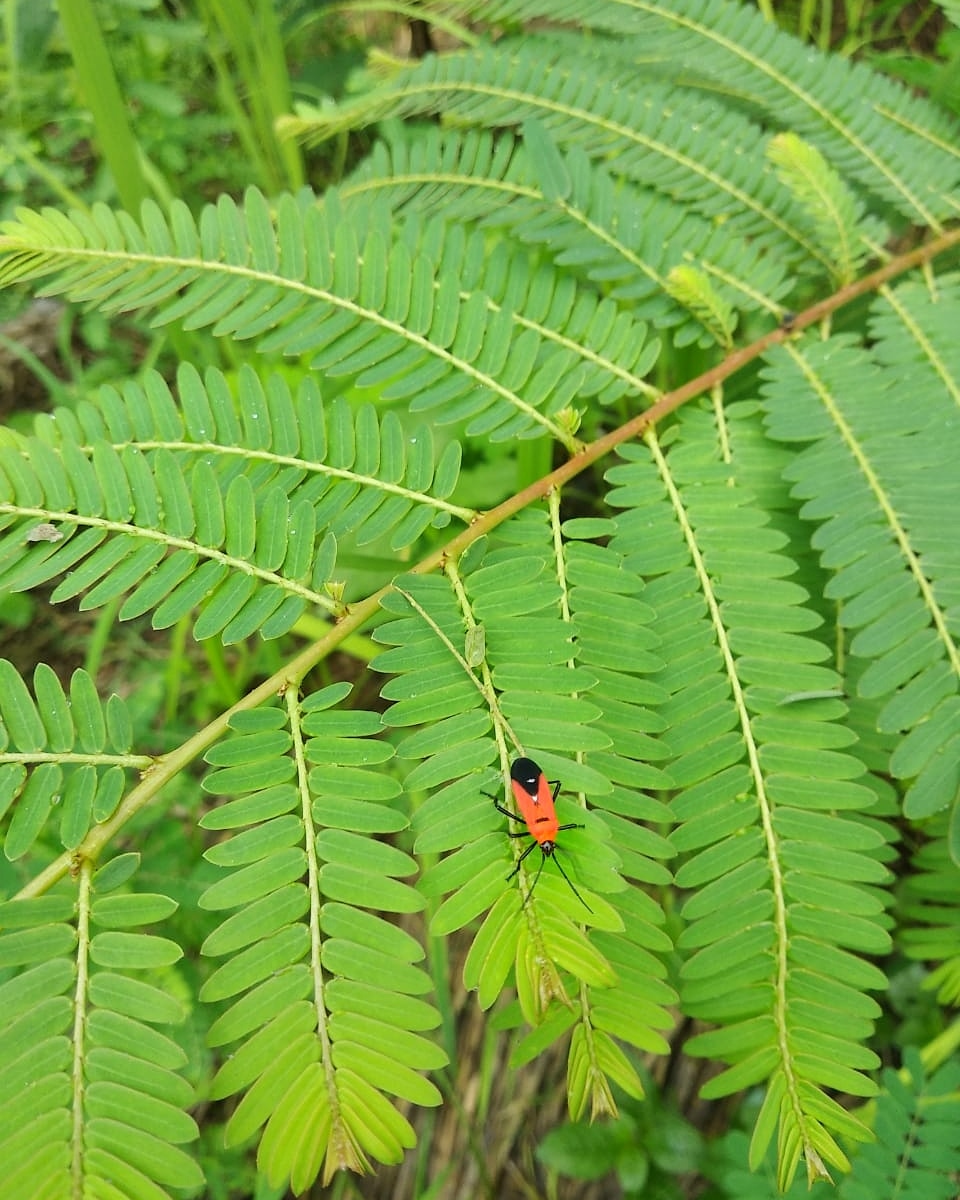 forest_creators's tweet photo. Bring nature home. It's high time we realized we are a part of nature and cease to see ourselves outside of nature. Using the Miyawaki method we can plant forests in areas traditionally considered limited.
#ForestCreators #forests #miyawakimethod #urbanforests #nature #home https://t.co/XjIfrsIrlO