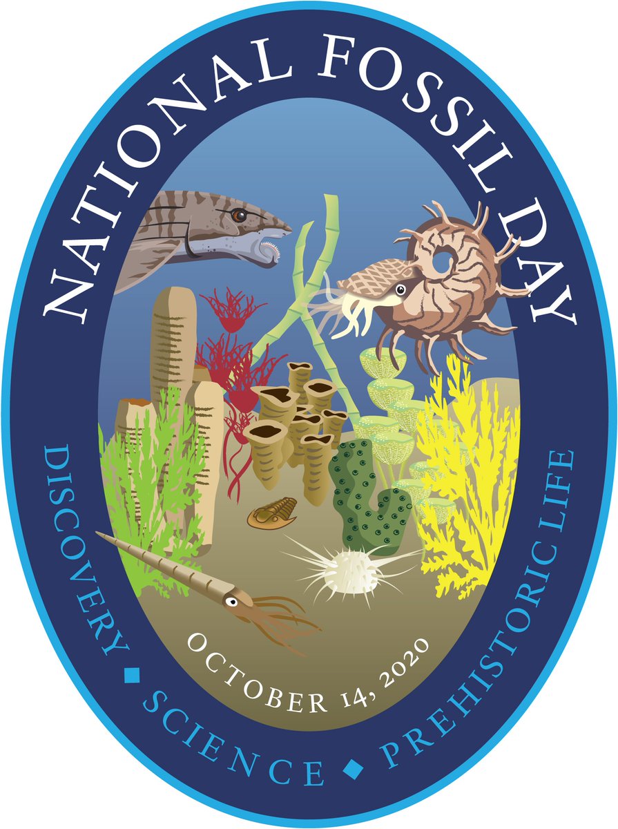 I'm up early and that's because it is  #NationalFossilDay! I was introduced to my first set of fossils when I was in the 2nd grade. A 4th grade teacher invited to her classroom where I toured her personal fossil collection. Afterwards, she gave me a crinoid stem to keep.