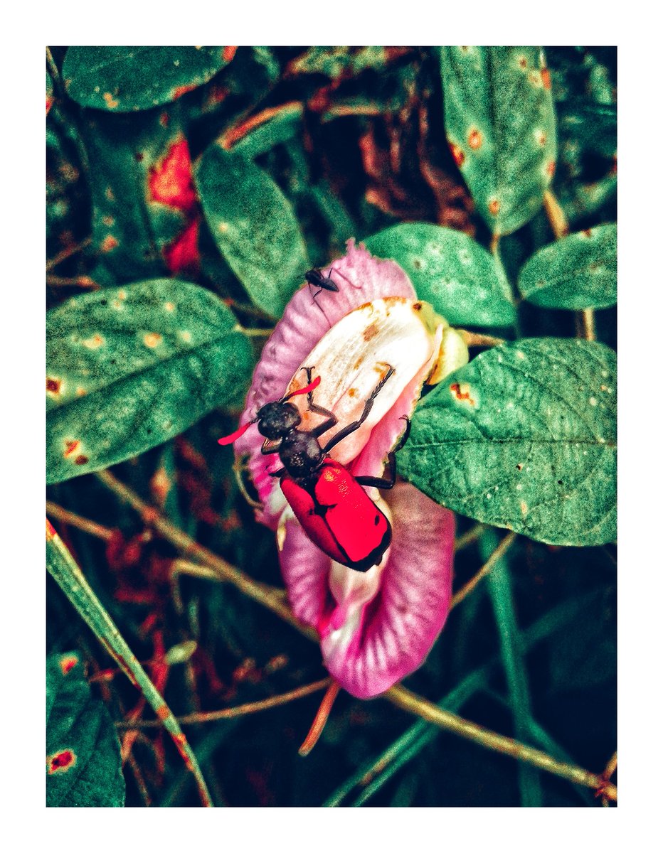 Dedrop4's tweet photo. Wow beautiful shot ): 
.
 #beautiful 
#gorgeous 
#beauty https://t.co/TCqNJf74zr