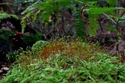 WildlifeTrusts's tweet photo. Woodlands become magical in October 🍂🍁🍃 https://t.co/qAnqf7b4eJ
