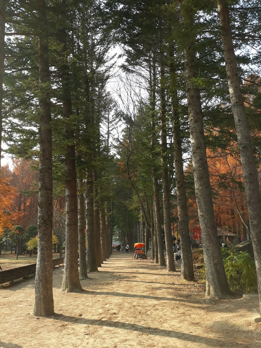 13. Nami Island ... third pic is that famous Metasequoia Lane