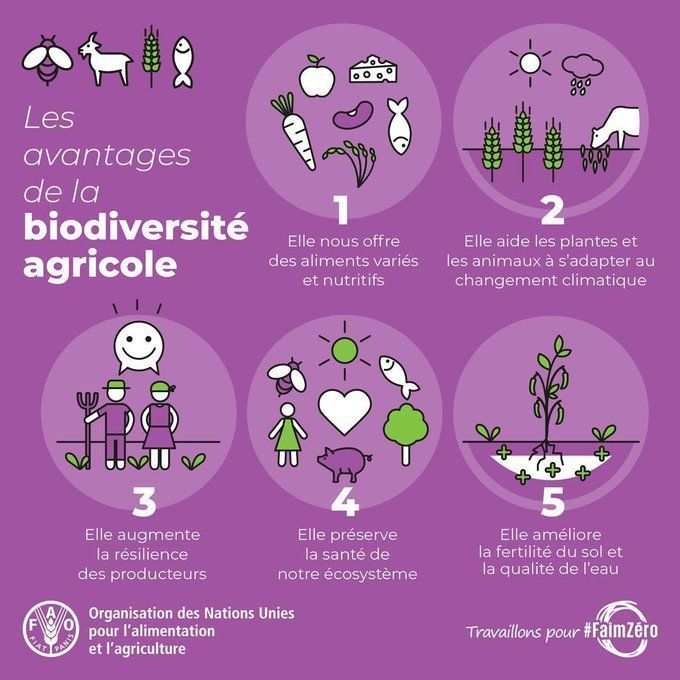 🌳La #nature et ses contributions sont vitales pour l’existence humaine et une bonne qualité de vie

Selon le rapport d'@IPBESfr, 9 %+ des espèces de mammifères domestiqués🐑 utilisés pour l’alimentation &amp; l’agriculture avaient disparu en 2016🐐
Lire plus👉bit.ly/GASPMFR