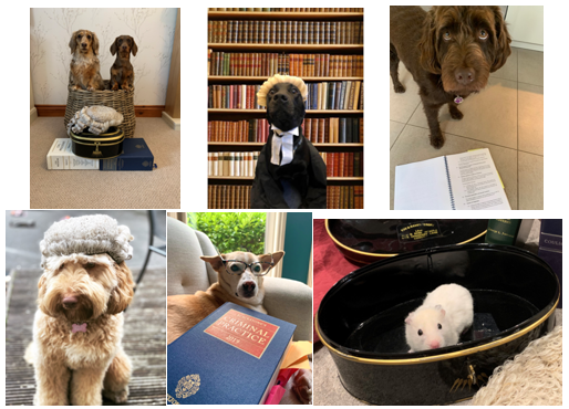 LawPawCalendar's tweet photo. Voting continues with February! Links to the group rounds below- https://t.co/6gxSNsnWcb