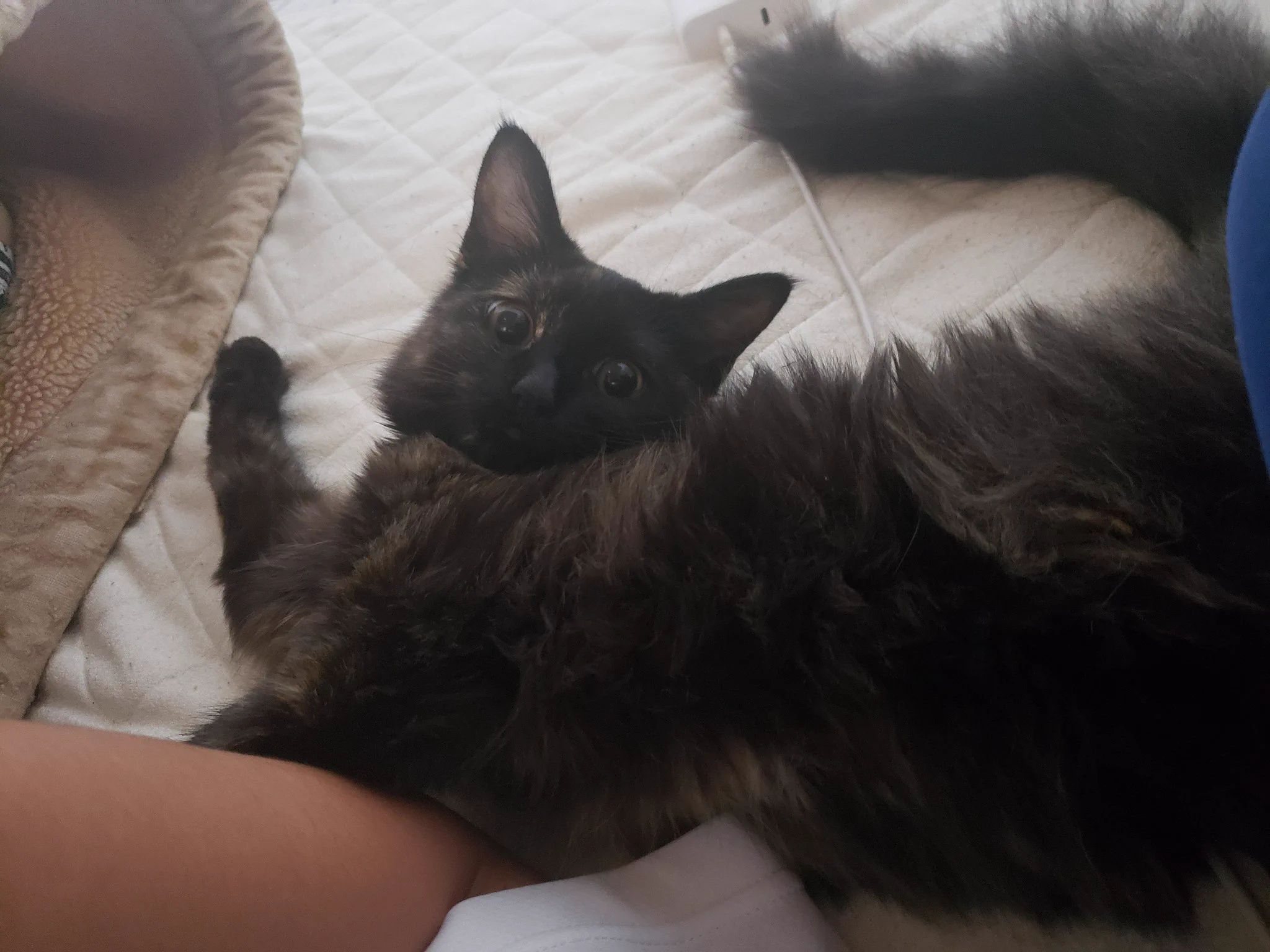 @uni_suko_sushi うちの猫と同じ柄ですね！ 