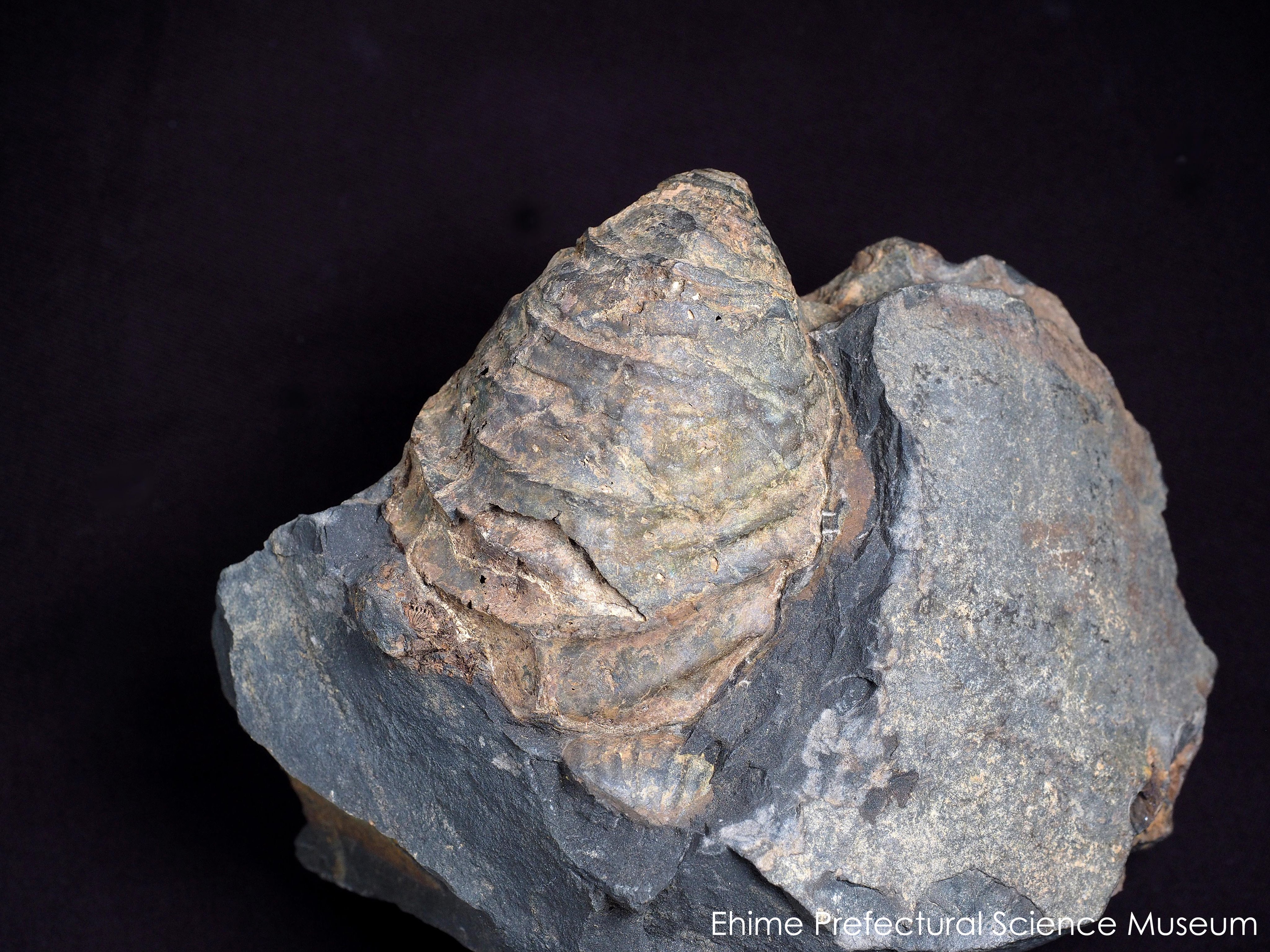 国産化石 イノセラムス ２５１０１２－２ 国産化石 イノセラムス 251012－2 サービスプライス！国産化石