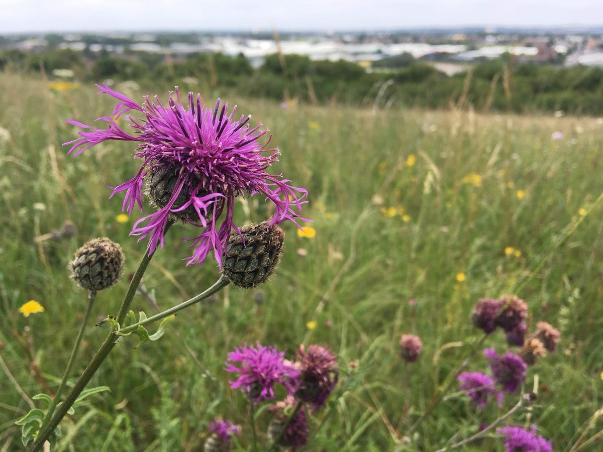 We're proud to announce the notification of two new Sites of Special Scientific Interest #SSSI in #Luton! Dallow Downs & Winston Hill, and Cowslip Meadow will now be protected for their outstanding wildflower rich grassland habitats. Thriving nature in the urban landscape!