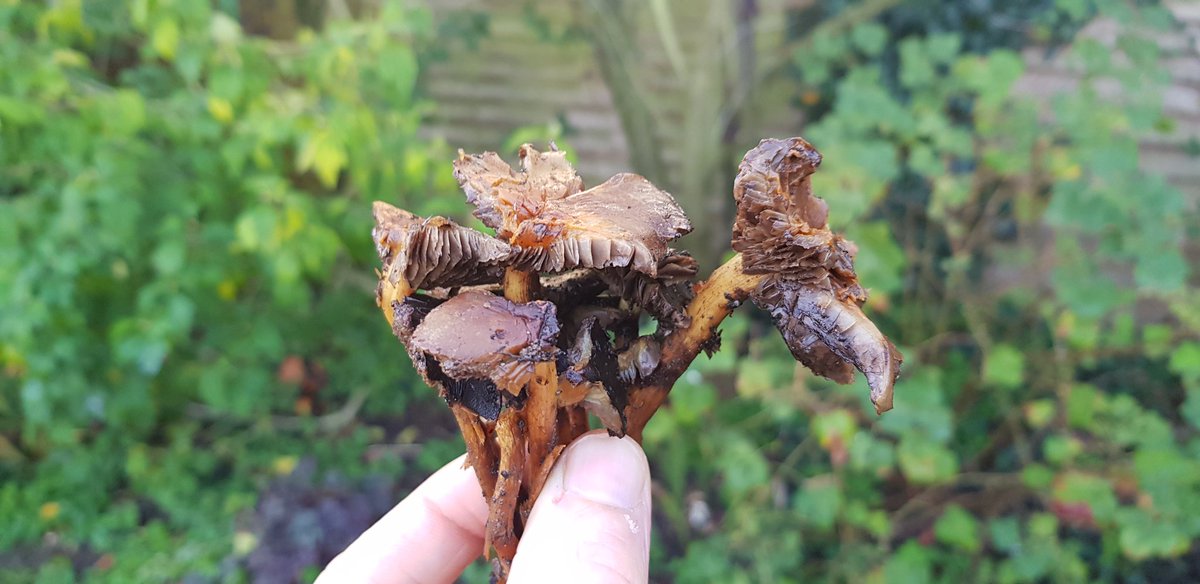 Richard1Hood's tweet photo. @lenclume @simon_rogan can you help identifying these and if any are edible? Growing all over the garden! https://t.co/vg8CbgebKb