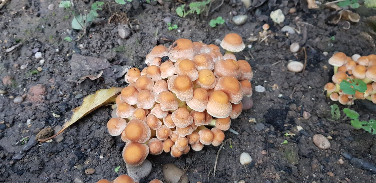 Richard1Hood's tweet photo. @lenclume @simon_rogan can you help identifying these and if any are edible? Growing all over the garden! https://t.co/vg8CbgebKb