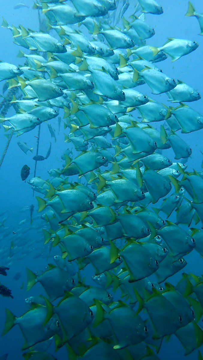 TempleDivers's tweet photo. The visibility in #Pondicherry right now! Let's go #scuba @PADI https://t.co/ceyxhTnW3L