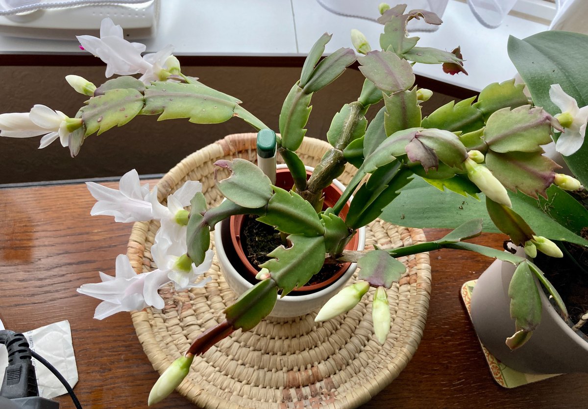 I've had this plant outside for the summer and a few weeks ago I brought it indoors to give a chance to flower. This is the reward. Hello to all. I'll catch up with with the many blogs as I get moments that need some time away from sad and also loads of admin.