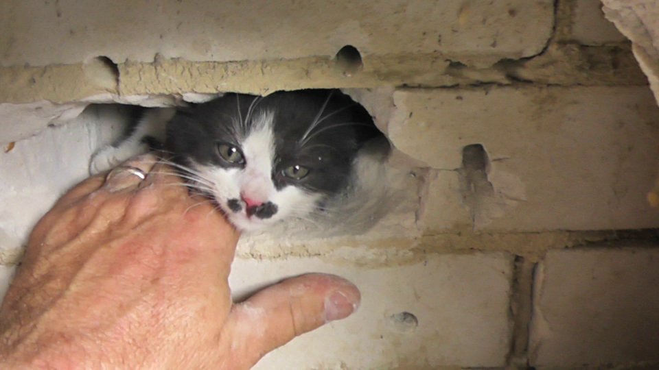 Hampshire Fire and Rescue Service (@Hants_fire) on Twitter photo 14/10/2020 08:10:37 #TeamHants have encountered a fair few of these 🐱🚒 #unflatteringcatphotochallenge @HFRSanimal #TeamHants have encountered a fair few of these 🐱🚒 #unflatteringcatphotochallenge @HFRSanimal