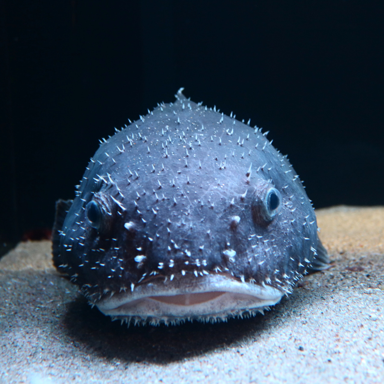 世界一醜い生き物!? ニュウドウカジカ展示中｜アクアマリンふくしま