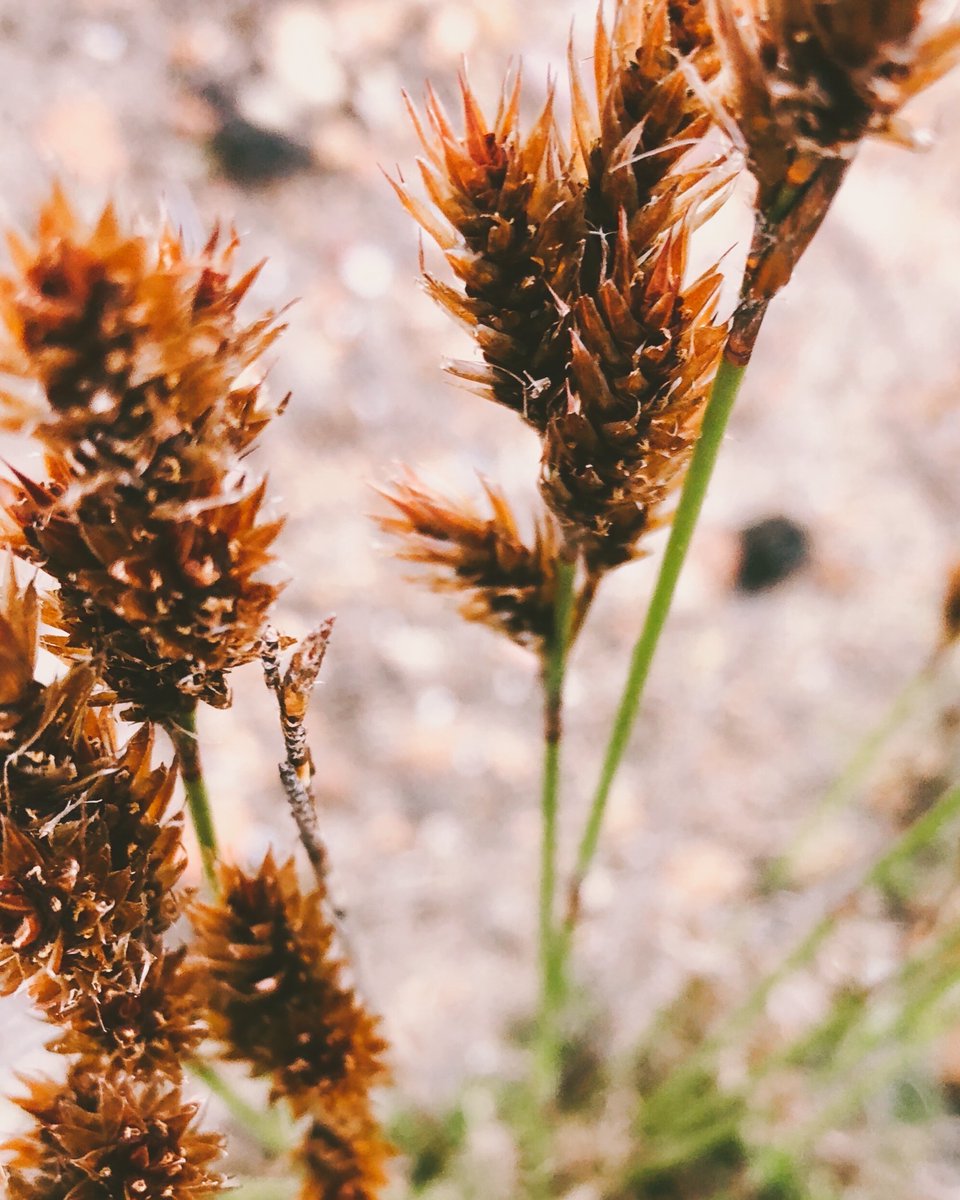 MojoReporter's tweet image. When shooting a macro shot on your mobile, movement is the enemy. #TopTip use the burst mode on your phone’s camera when shooting. By taking multiple images at a time, you increase your chances of capturing that perfect shot.
#MojoReporter #Macro #PhotographyTips #Flowers #Nature