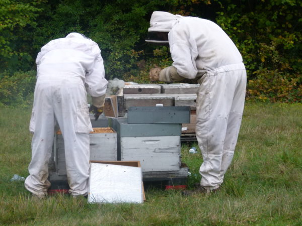 ITSAPinstitut's tweet photo. L’utilisation des néonicotinoïdes par enrobage des semences dans les cultures de betteraves sucrières peut-elle conduire à une exposition des abeilles ?
https://t.co/BIFkZQyq1k
#Apiculture #Abeilles #Itsap #Ruches #Miel #GeleeRoyale https://t.co/LxUxYdho6z