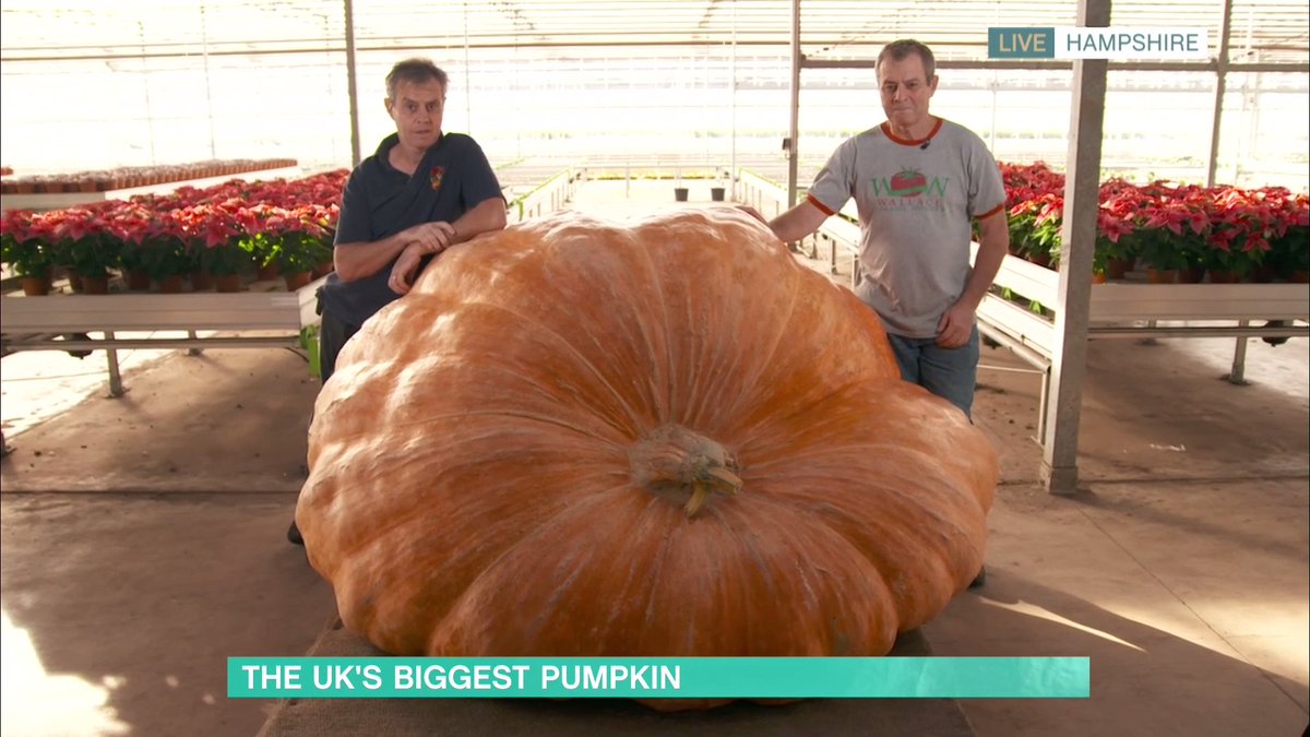This is the UK's biggest pumpkin... but have you grown your own giant veg? Send us your pics and we might feature a few on today's show!

Stream #ThisMorning live from 10am 🕙👉 bit.ly/3f50AZ4