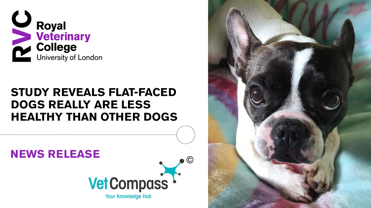 Royal Veterinary College (RVC) (@royalvetcollege) on Twitter photo 🐕 A new RVC <a href="/VetCompass/">VetCompass</a> study reveals flat-faced (#brachycephalic) dogs really are less healthy than other dogs
⛔ This research supports general agreement that owners must ‘stop and think before buying a flat-faced dog’
➡️ Read more at: rvc.uk.com/flat-faced 🐕 A new RVC <a href="/VetCompass/">VetCompass</a> study reveals flat-faced (#brachycephalic) dogs really are less healthy than other dogs
⛔ This research supports general agreement that owners must ‘stop and think before buying a flat-faced dog’
➡️ Read more at: rvc.uk.com/flat-faced
