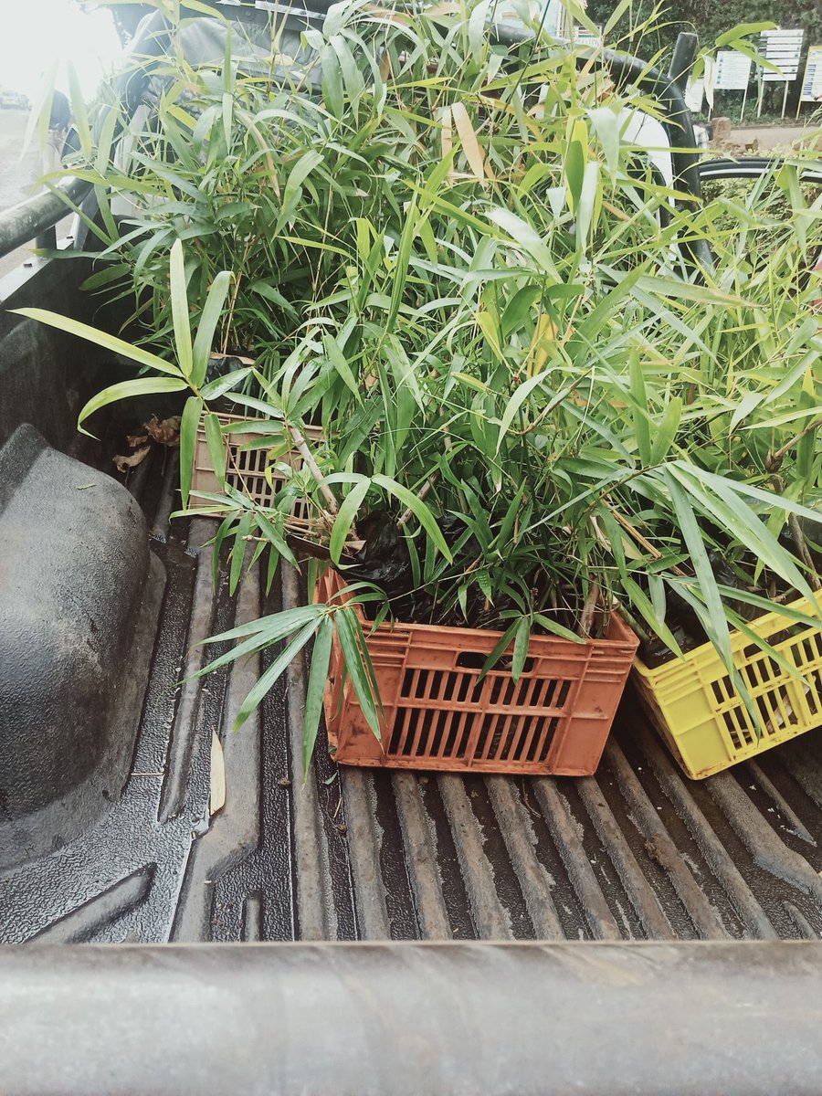 ImaitaRaphael's tweet photo. Bamboo escapades with the #treeambassador keeping it green #climateaction #naturebasedsolutions #teamdmax #inspiredbynature @UNEP @LtdWoodfarm @UNFCCC @Environment_Ke @EliudKipchoge @IsuzuKenya @TeamIsuzuDmax https://t.co/OM6yALzJOx