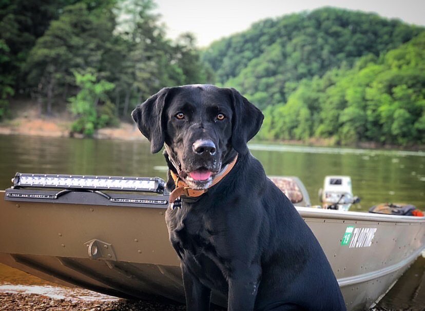 Everyone loves a good Woof Wednesday! 🐶