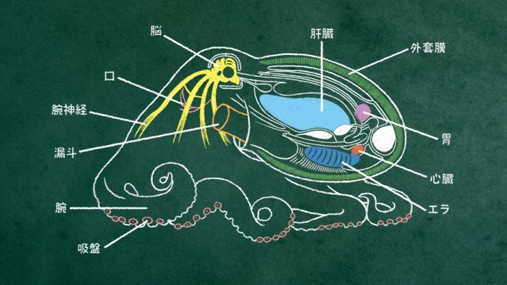 杉﨑貴史 Takashi Sugisaki 又吉直樹のヘウレーカ このタコ は ほめ言葉 タコの賢さが想像を超えていました 吸盤で味がわかるって 何かすごかったです 画像はこの回で描かせていただいたイラストです