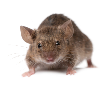 New blog posted: 7 Ways to Prevent an Outdoor Mouse Problem. Read more at: aerex.com/blog/7-ways-to…