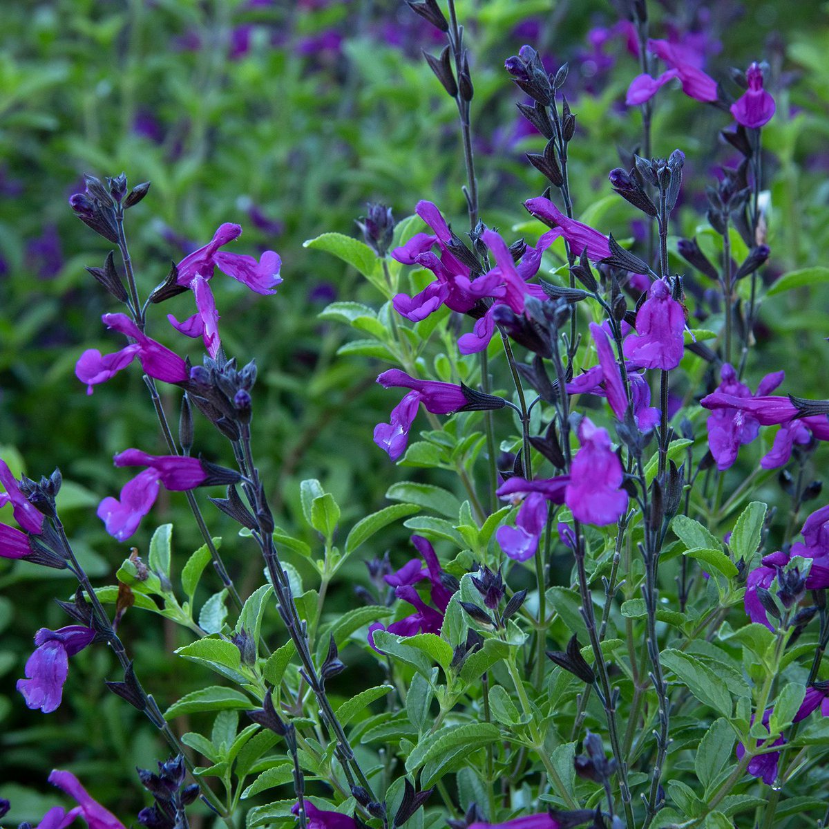 armstronggarden's tweet photo. Our #horticulturalexperts hand-picked a collection of heavy bloomers and #waterwiseplants specifically for #Californiagardens to provide beauty year after year. Choose from favorites like Dwarf Bottlebrush, Senecio Angel Wings, and Salvia 'Ignition Purple'. https://t.co/159unOnq6P