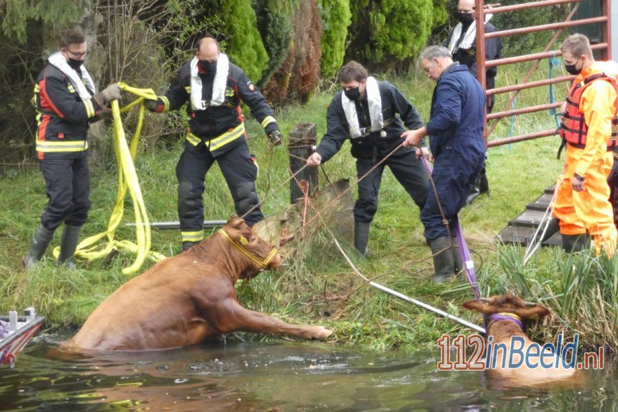 Brandweer redt twee stieren uit de sloot in #Nieuweroord. 112 in Beeld.