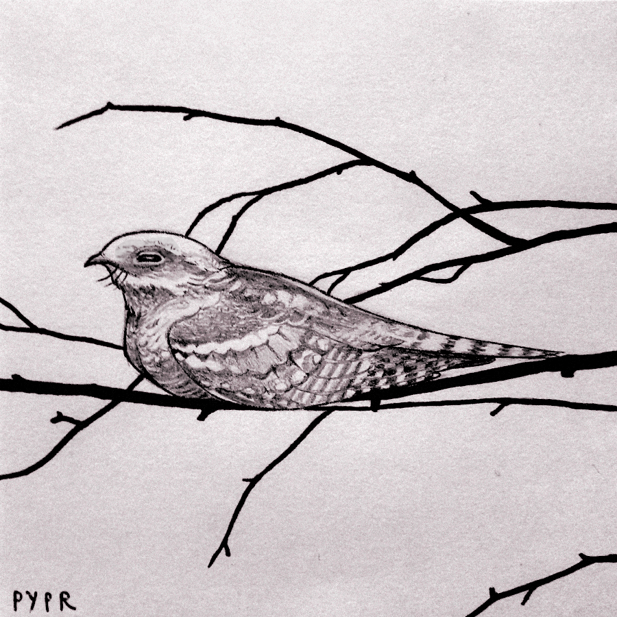 pyprart's tweet photo. Wild October challenge by @zoekellerdraws, 14. "Camouflage". One of my favourite birds, the fascinating nightjar. Based on photo by Tomasz Laskowski.

#wildoctober #wildoctoberart #inktober #inkdrawing #inkart https://t.co/M1SQ2NpLa3