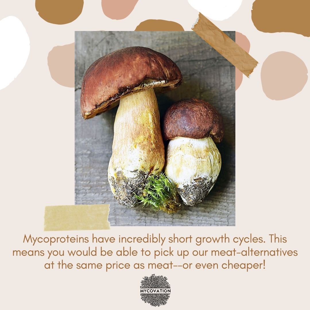 Why pay more on meat or plant based meat analogues? When our #mycoprotein is cultivated faster and made healthier with ease.  

#Mycovation #thefutureoffood #mycelium #Altprotein #superfood #MinimalProcessing #LowCarbonFootprint #circulareconomy #foodtech