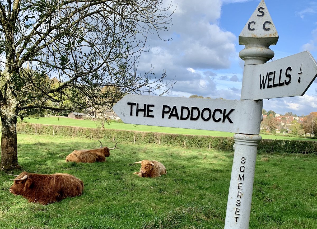 Webbers12's tweet image. On route to a 🏉 session and come across these beauts 🐄 🐄