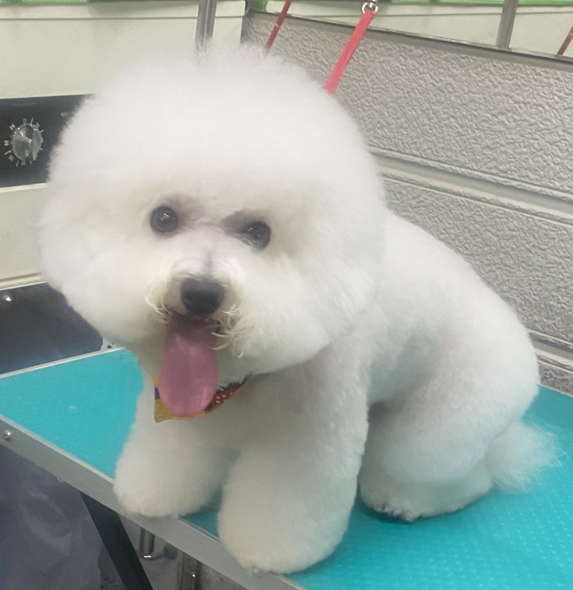 看板犬ジョルぼん フワフワリアル綿飴ですね アンジュちゃん O ゚ ゚ O 食べれないけど 甘くてとろけちゃいそう 京都 ビションフリーゼ トリミング ビション ドッグスタジオアン 綿飴 フワフワ 看板犬ジョルぼん フワフワリアル綿飴ですね アンジュちゃん O ゚ ゚ O 食べれないけど 甘くてとろけちゃいそう 京都 ビションフリーゼ トリミング ビション ドッグスタジオアン 綿飴 フワフワ