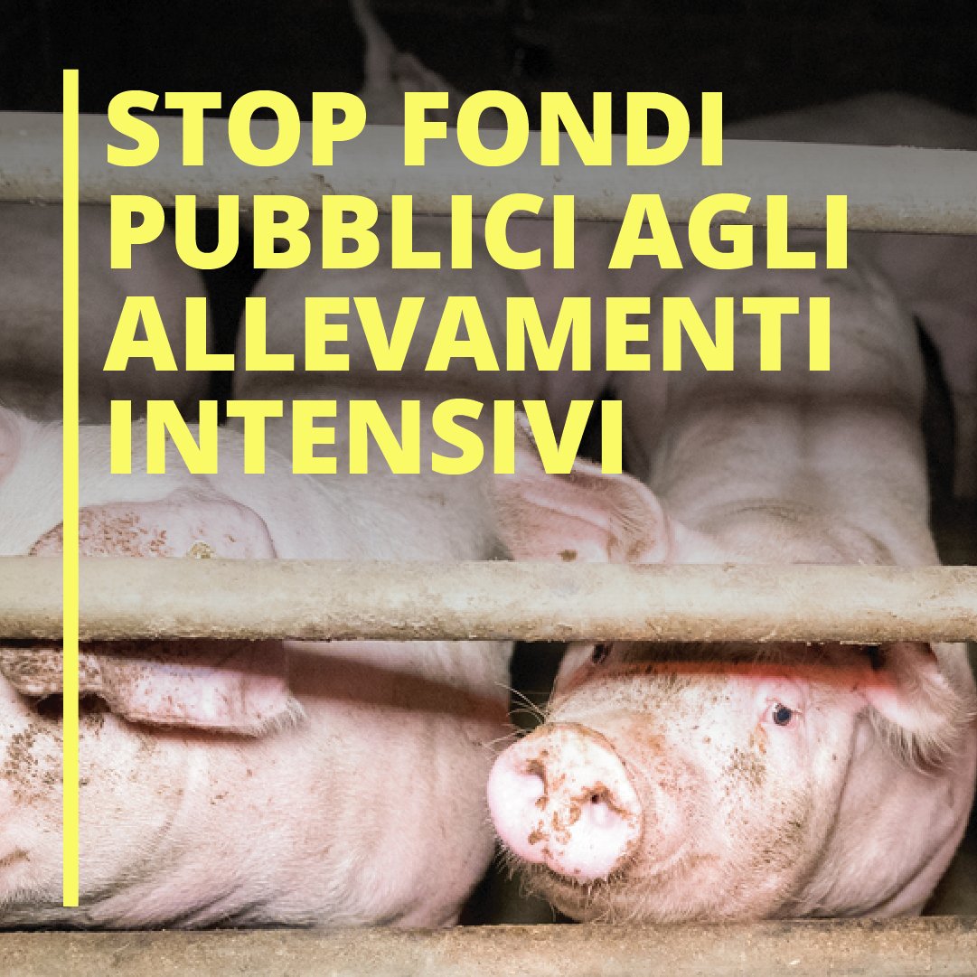Basta sussidi ad #allevamenti intensivi dannosi per la salute e per il Pianeta: <a href="/simonabonafe/">Simona Bonafè 🇮🇹🇪🇺</a>, <a href="/paolodecastro/">Paolo De Castro</a>, <a href="/HerbertDorfmann/">Herbert Dorfmann</a>, <a href="/pinapic/">Pina Picierno</a>, <a href="/TheProgressives/">S&D Group</a>, i fondi pubblici devono sostenere la transizione ecologica! #FutureOfCAP