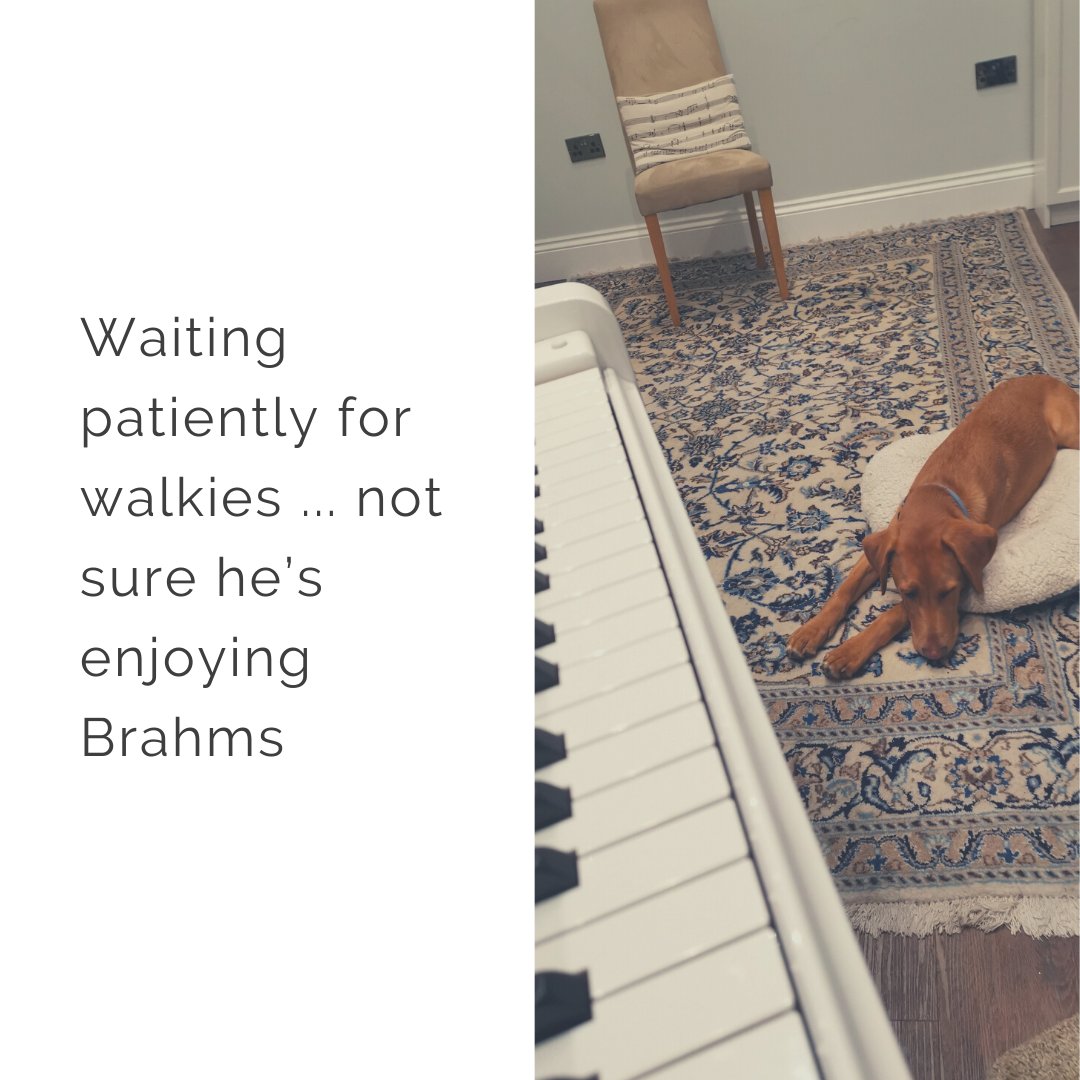 #adorabledog #dogdaily #dogsarelife #labradorlove #pianomusic #pianoplayer #pianolove #instapiano #pianolover #classicalpiano #pianistsofinstagram #pianopractice #yamahapiano #musicianslife #classicalmusicdaily #classicalmusicians #musiccareer #inspiringpositivity