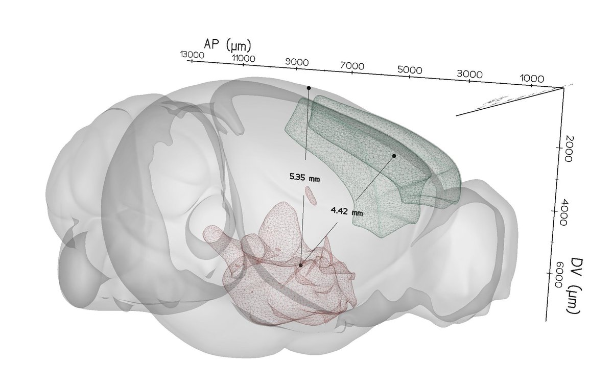 BrainGlobe (@brain_globe) on Twitter photo Brainrender is now officially part of the BrainGlobe family!
To celebrate we've released a new version with several new features including the new `ruler` visualisation: 
🖥️ code: github.com/brainglobe/bra…
📗 docs: docs.brainrender.info Brainrender is now officially part of the BrainGlobe family!
To celebrate we've released a new version with several new features including the new `ruler` visualisation: 
🖥️ code: github.com/brainglobe/bra…
📗 docs: docs.brainrender.info