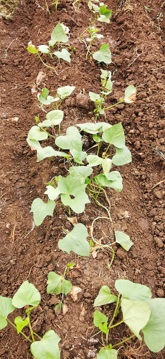 moyoobvy's tweet photo. #Sweet_potato/Kumara/Mbambaira (Ipomoea batatas) production thread.
On 04/10/20, I planted sweet 🥔 cuttings from a nursed volunteer tuber that emerged in my garden.
Today 10 days post-planting, the cuttings look well established with new vegetative growth. https://t.co/ElS0Y8PLLa
