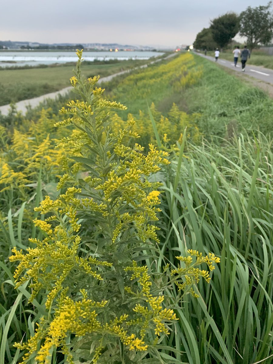 ちょうふネットテレビ 多摩川 セイタカアワダチソウ の黄色でいっぱいです 北アメリカ原産の外来種 花粉症の原因になるのは よく似ているブタクサ セイタカアワダチソウは虫媒花で 風で花粉が飛んで受粉する風媒花ではないそうです