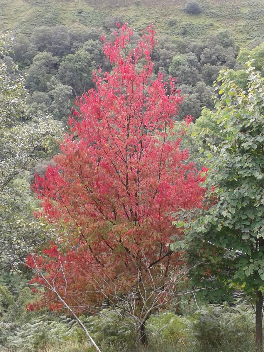 Autumn is showing her true colours on the Coast to Coast in #Swaledale We think it's a fabulous trail at any time of year coastto.co.uk