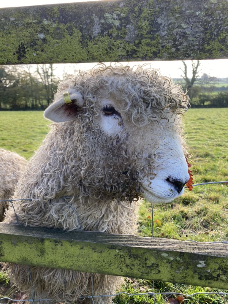devonyurt's tweet image. This young man is getting ready to meet his girlfriends ! #devonandcornwalllongwool #dartmoor #rbst #rarebreed #tupping