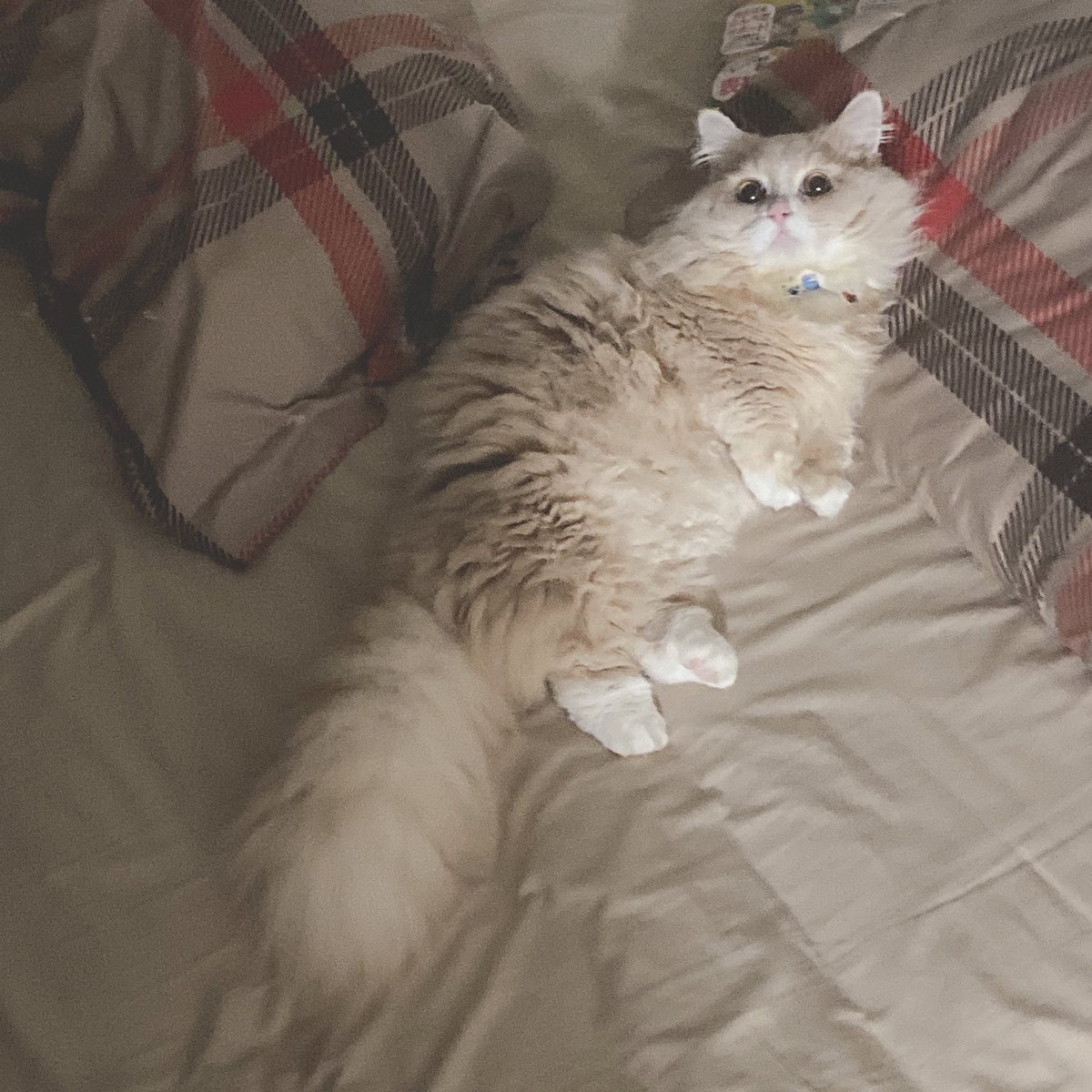 うちの猫がいちばんかわいい